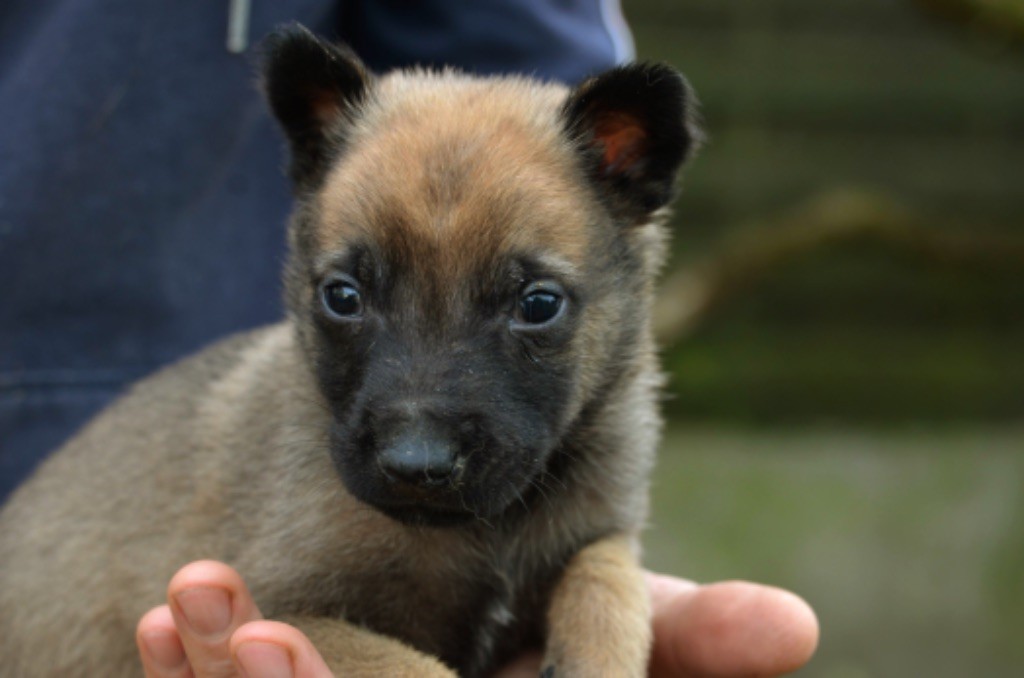 Des Crocs De Calabre - Chiot disponible  - Berger Belge