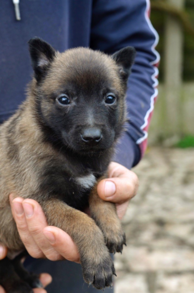 Des Crocs De Calabre - Chiot disponible  - Berger Belge