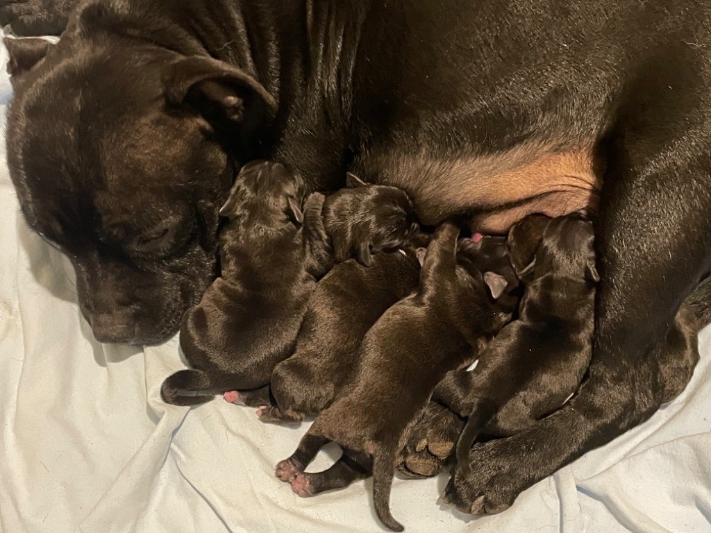 chiot Staffordshire Bull Terrier Des Crocs De Calabre