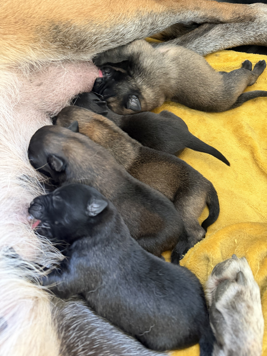 Chiot Berger Belge Des Crocs De Calabre