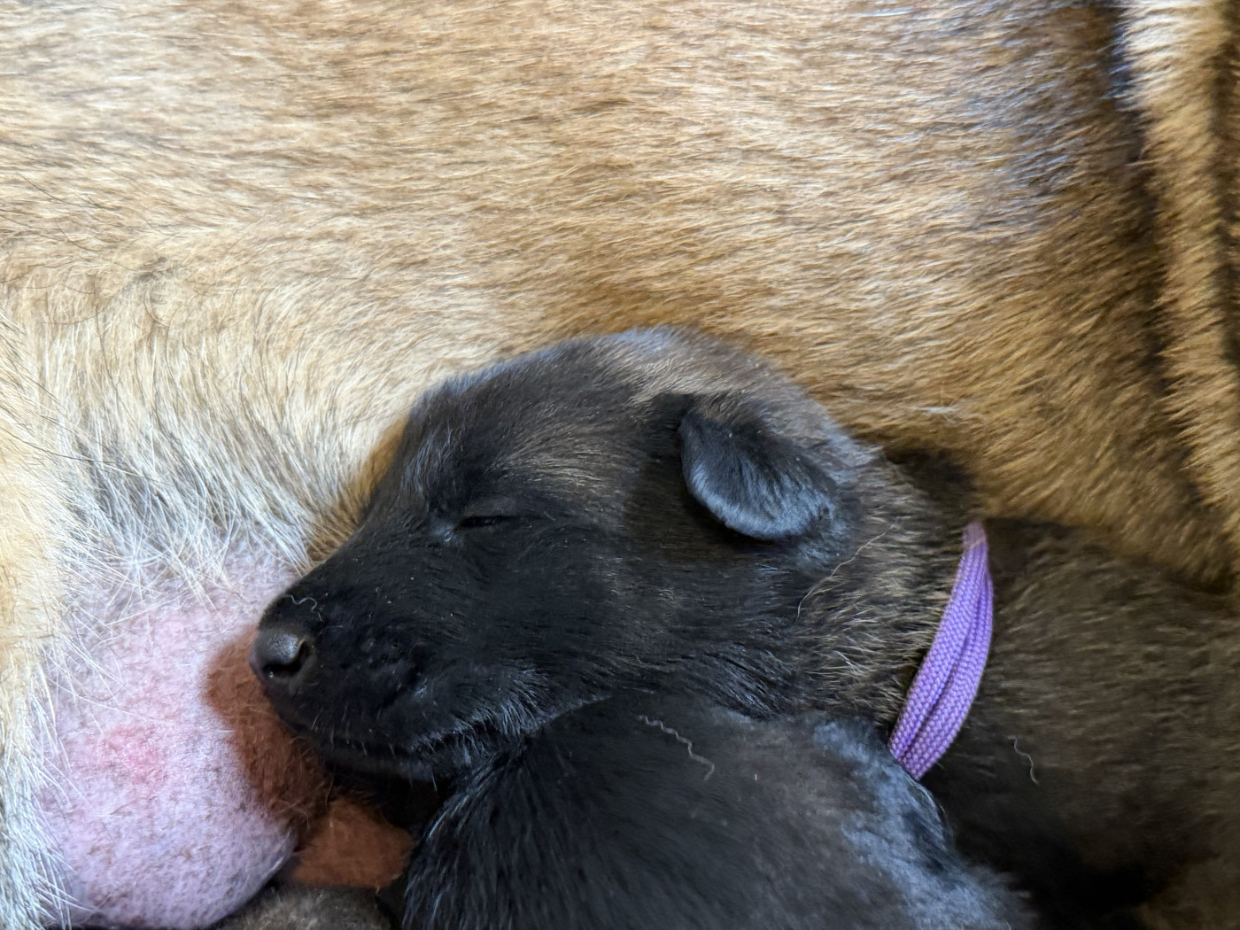 Des Crocs De Calabre - Chiots disponibles - Berger Belge