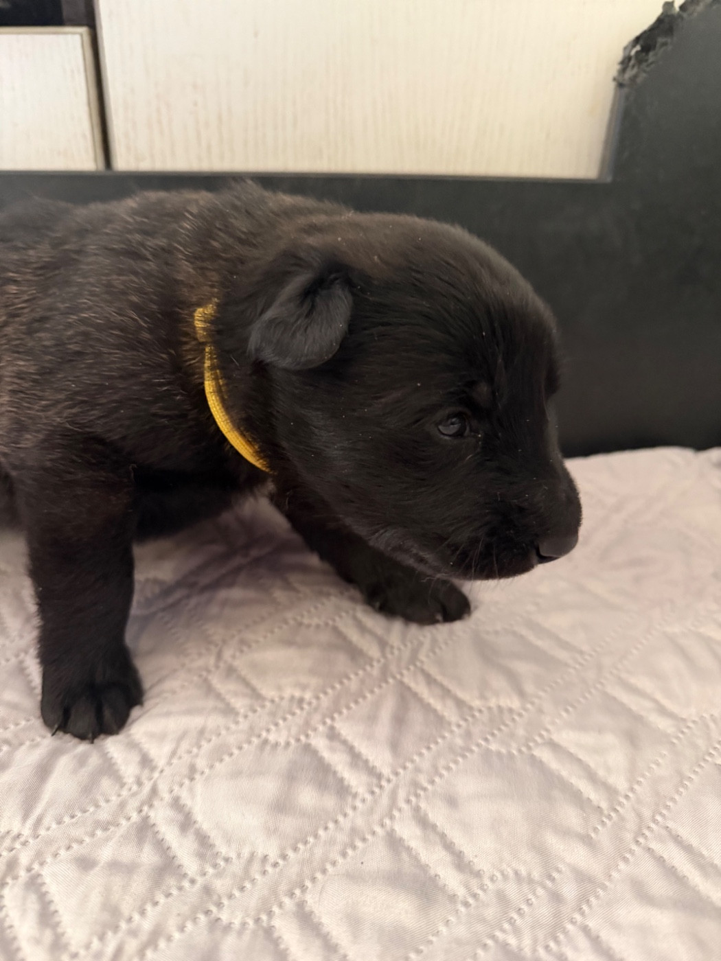 Des Crocs De Calabre - Chiots disponibles - Berger Belge