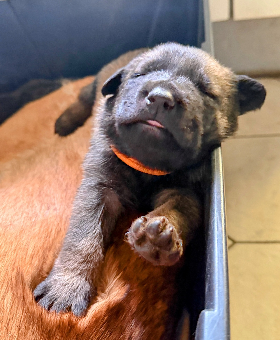 Des Crocs De Calabre - Chiots disponibles - Berger Belge