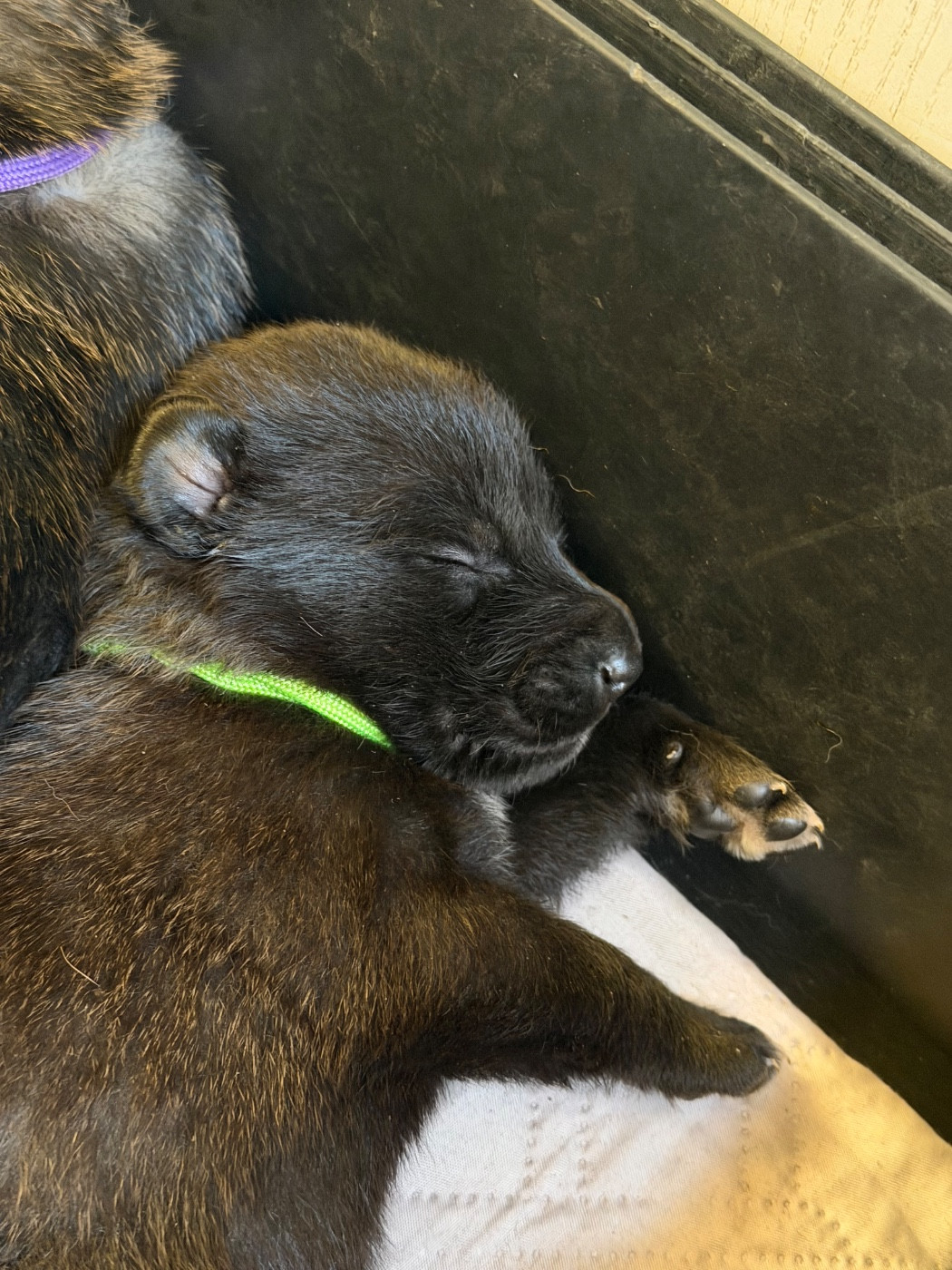 Des Crocs De Calabre - Chiots disponibles - Berger Belge