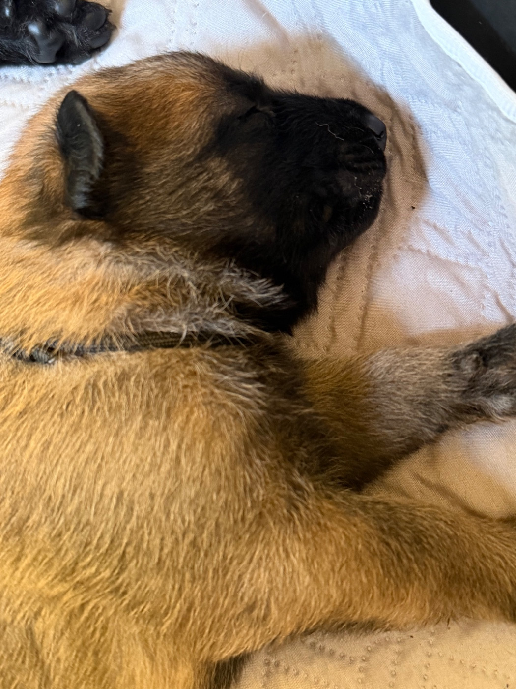 Des Crocs De Calabre - Chiots disponibles - Berger Belge