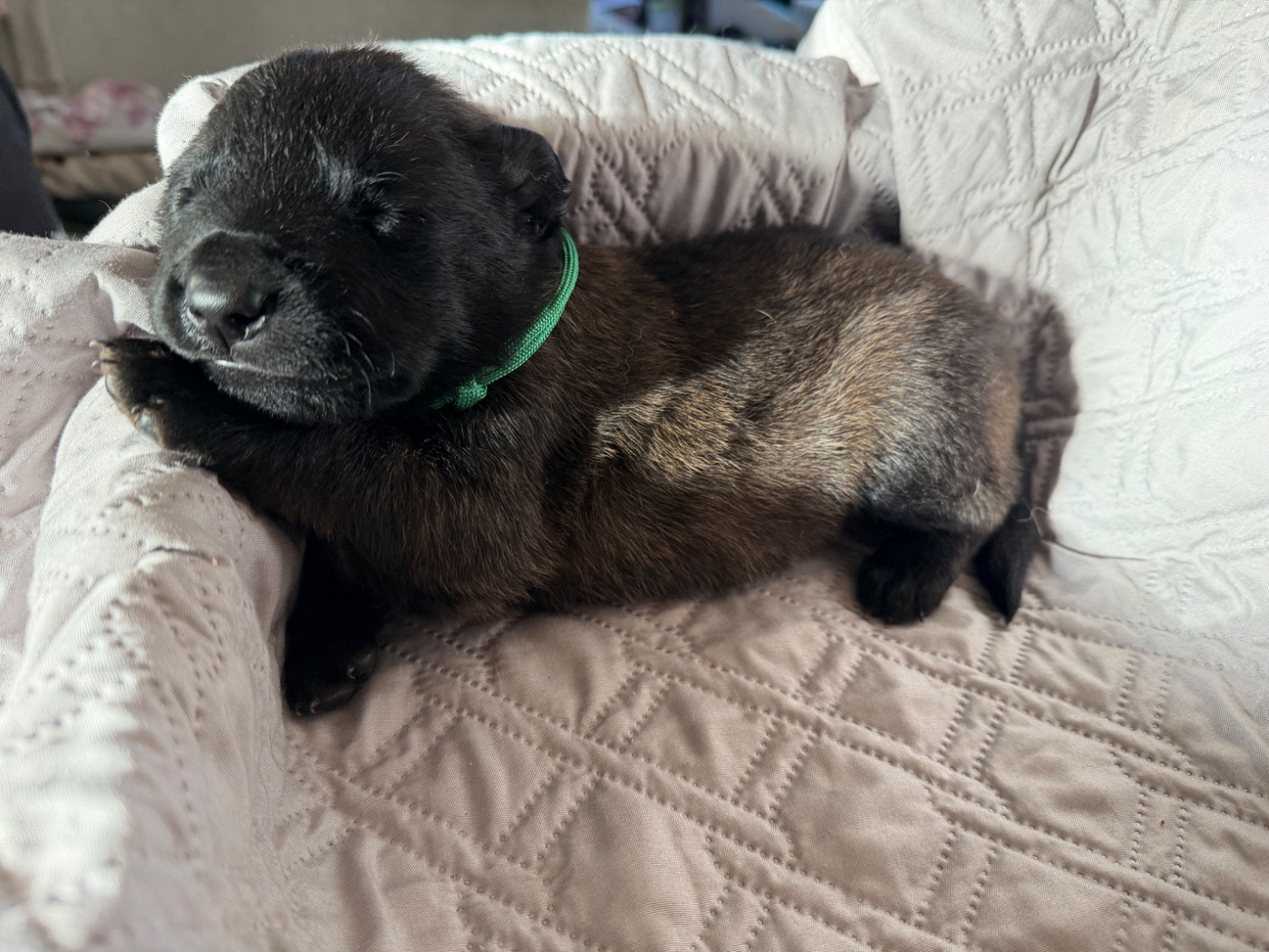 Des Crocs De Calabre - Chiots disponibles - Berger Belge