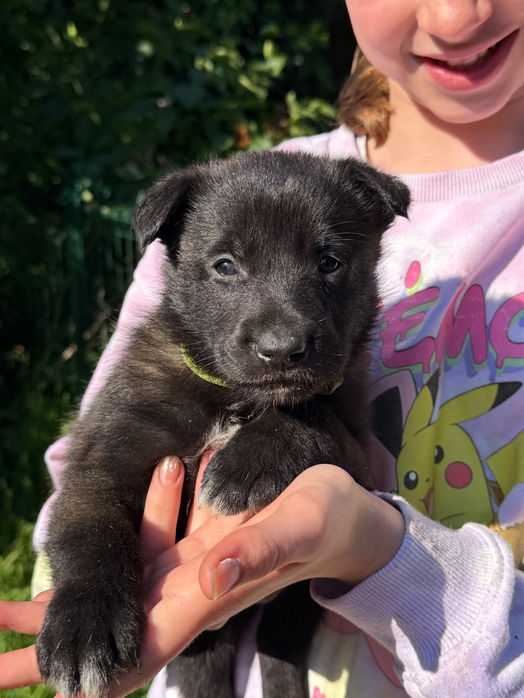 Des Crocs De Calabre - Chiots disponibles - Berger Belge