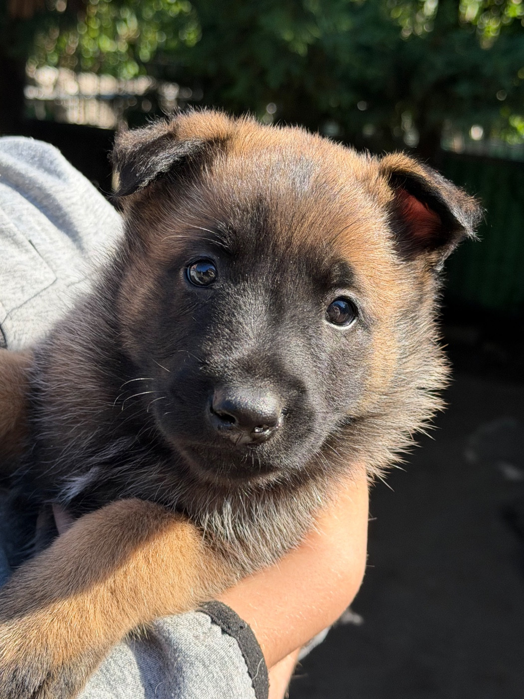 Des Crocs De Calabre - Chiots disponibles - Berger Belge