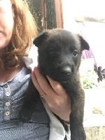 CHIOT