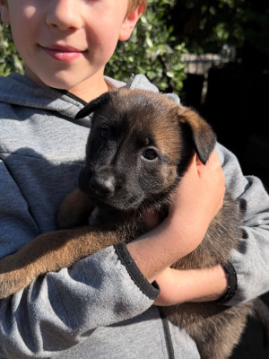 Chiot N°3