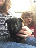 CHIOT
