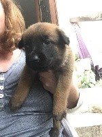 CHIOT