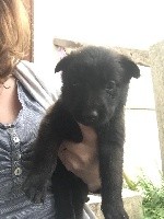CHIOT