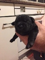 CHIOT