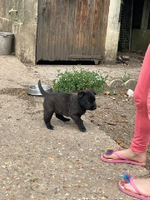 CHIOT 1