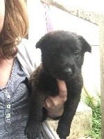 CHIOT