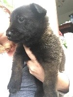 CHIOT