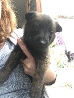 CHIOT