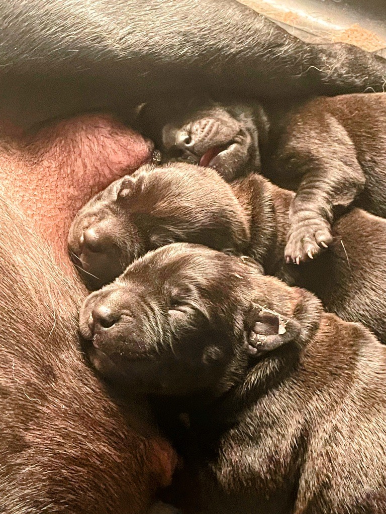 Des Crocs De Calabre - Staffordshire Bull Terrier - Portée née le 01/09/2025